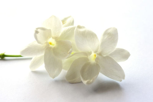 Jasmine - You will love this strong and lush scent!  A floral blend of Indian jasmine with touch of African ylang.  An exotic blend of freshly cut jasmine flowers with a bottom note of rose petals.  Maybe too strong for some but for those that love this intoxicating floral fragrance - it won't be too strong.   Scent throw: strong