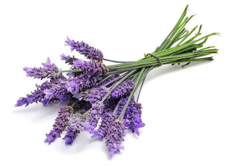 Lavender – A fine French Lavender that is a Bestseller for many years.  A classic floral to enjoy and sure to relax you after inhaling it.  Always a popular fragrance all year round. Scent throw: med/strong