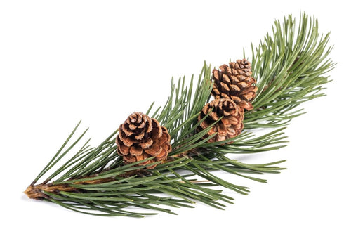 Sweet Pine – A bestseller during the holiday season.  Enjoy a blend of sweet aromatic pine, very vanilla and spicy cinnamon.  Your friends will think your fake tree is the real thing.   Scent throw: med/strong